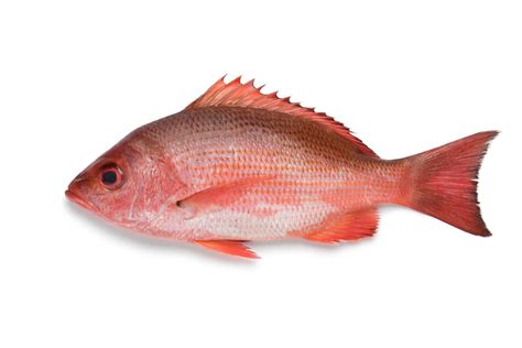snapper fish|Northern red snapper .